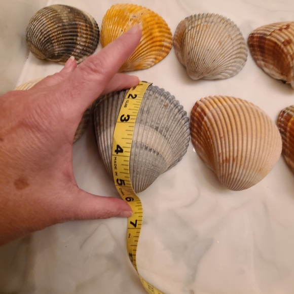 Lot of 10 Atlantic Giant Cockle Shells Dinocardium Vobustum Nautical Seashells - Picture 7 of 8